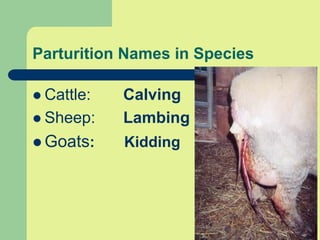 Parturition Names in Species
 Cattle: Calving
 Sheep: Lambing
 Goats: Kidding
 