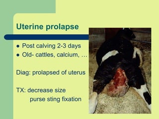 Uterine prolapse
 Post calving 2-3 days
 Old- cattles, calcium, …
Diag: prolapsed of uterus
TX: decrease size
purse sting fixation
 