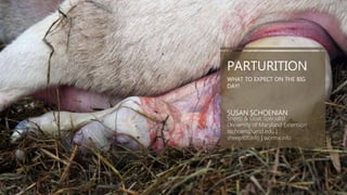 PARTURITION
WHAT TO EXPECT ON THE BIG
DAY!
SUSAN SCHOENIAN
Sheep & Goat Specialist
University of Maryland Extension
sschoen@umd.edu |
sheep101.info | wormx.info
 