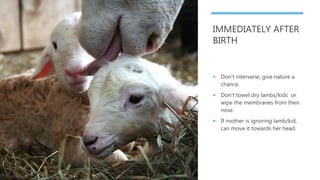 IMMEDIATELY AFTER
BIRTH
 Don’t intervene; give nature a
chance.
 Don’t towel dry lambs/kids or
wipe the membranes from t...