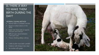 IS THERE A WAY
TO MAKE THEM
BIRTH DURING THE
DAY?
KONEFAL CALVING METHOD
 Named after a Canadian rancher
 Based on obse...