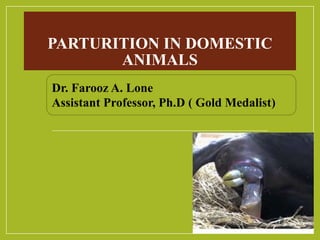 PARTURITION IN DOMESTIC
ANIMALS
Dr. Farooz A. Lone
Assistant Professor, Ph.D ( Gold Medalist)
 