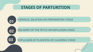 Comprehensive Overview of Parturition in Domestic Animals: Stages ...