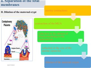 APresentation about parturition stages . | PDF