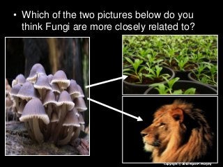 • Which of the two pictures below do you
think Fungi are more closely related to?
Copyright © 2010 Ryan P. Murphy
 