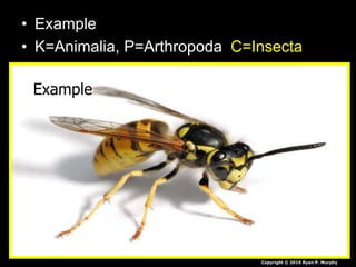 • Example
• K=Animalia, P=Arthropoda C=Insecta
Example
Copyright © 2010 Ryan P. Murphy
 