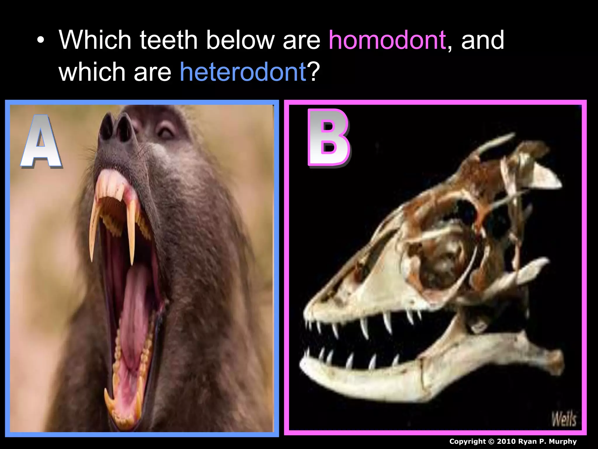 Humadont Teeth Mammals Lesson Biology PowerPoint, Class Mammalia, Taxonomy and ...