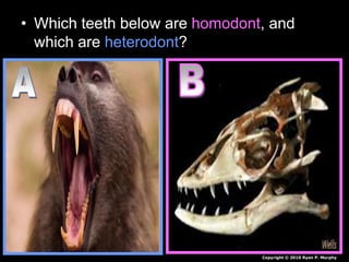 • Which teeth below are homodont, and
which are heterodont?
Copyright © 2010 Ryan P. Murphy
 