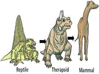 Mammals Lesson Biology PowerPoint, Class Mammalia, Taxonomy and ...