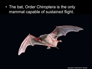 Mammals Lesson Biology PowerPoint, Class Mammalia, Taxonomy and