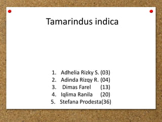 Tamarindus indica
1. Adhelia Rizky S. (03)
2. Adinda Rizqy R. (04)
3. Dimas Farel (13)
4. Iqlima Ranila (20)
5. Stefana Prodesta(36)
 