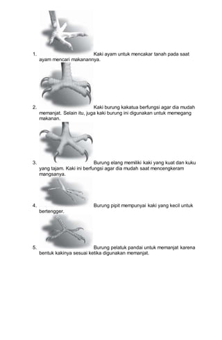 Paruh Kaki Unggas Mulut Serangga