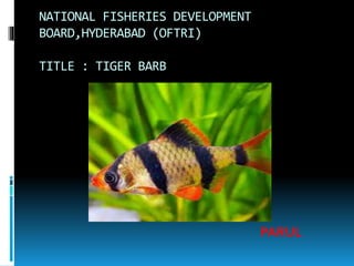 NATIONAL FISHERIES DEVELOPMENT
BOARD,HYDERABAD (OFTRI)
TITLE : TIGER BARB
PARUL
 