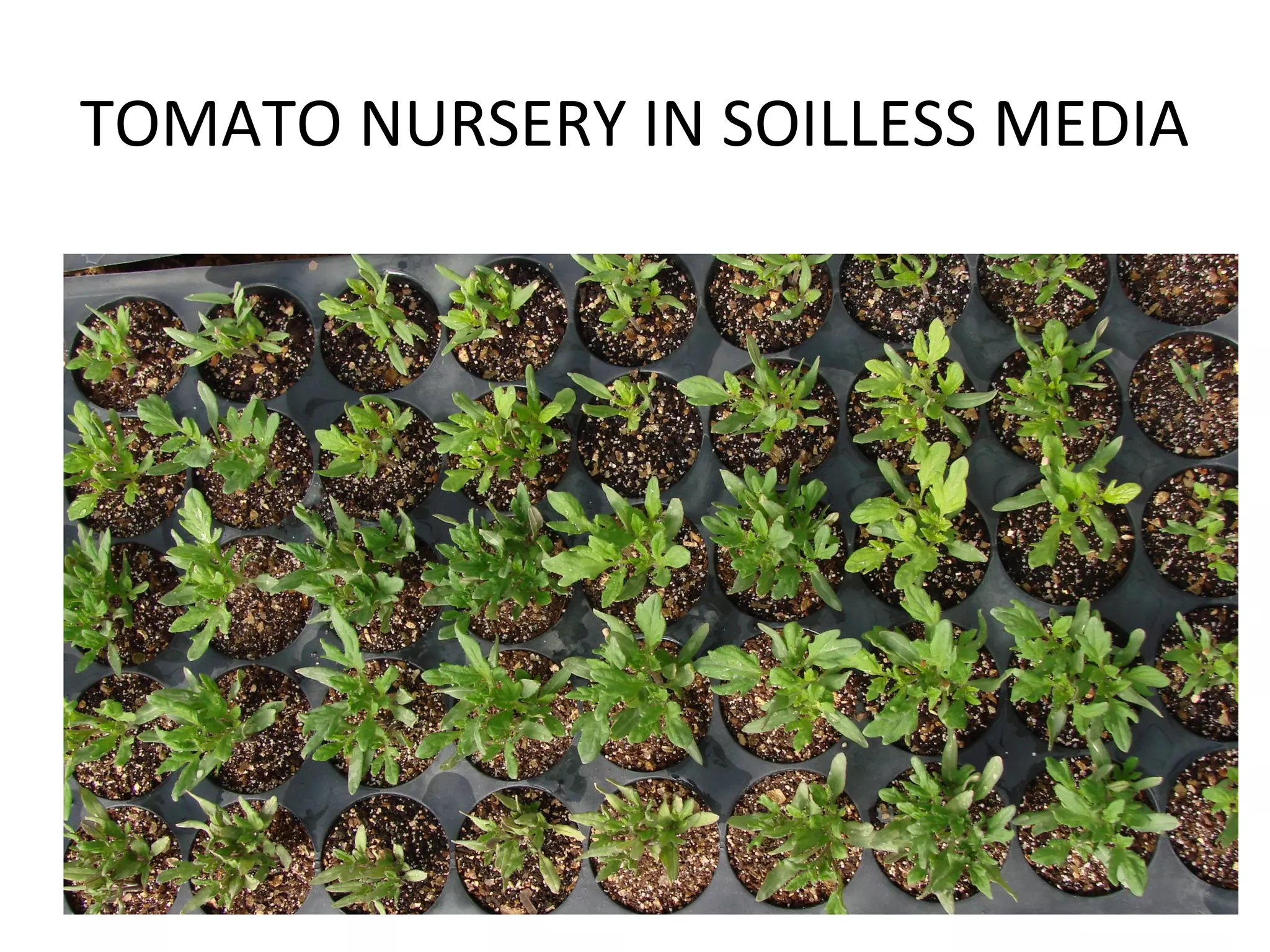 TOMATO NURSERY IN SOILLESS MEDIA
 