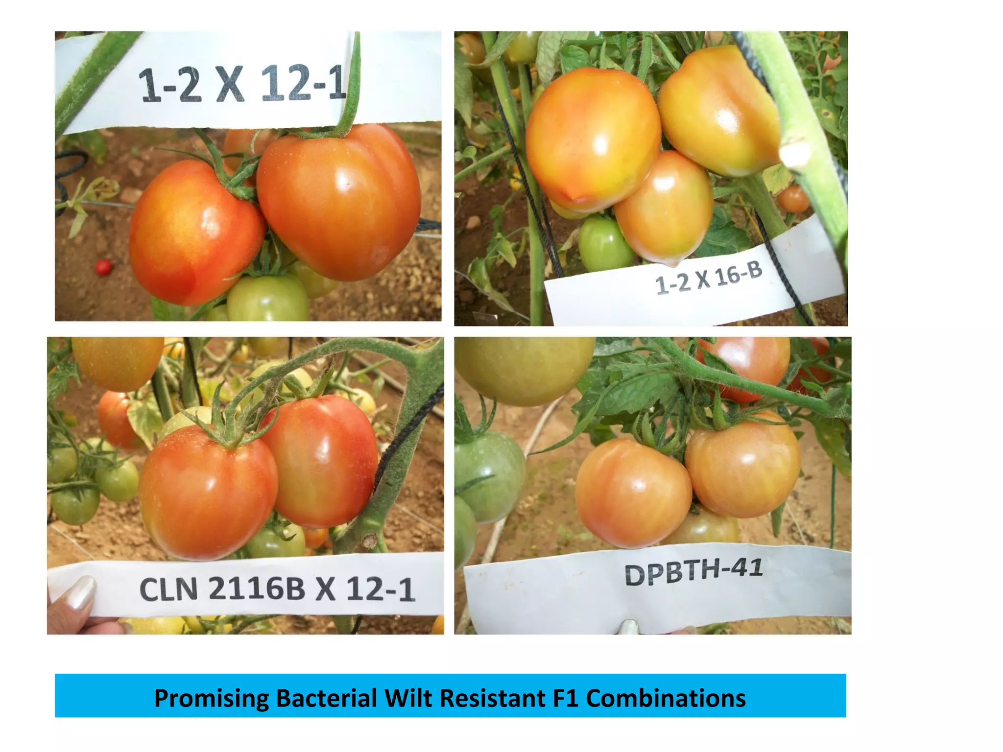 Promising Bacterial Wilt Resistant F1 Combinations
 