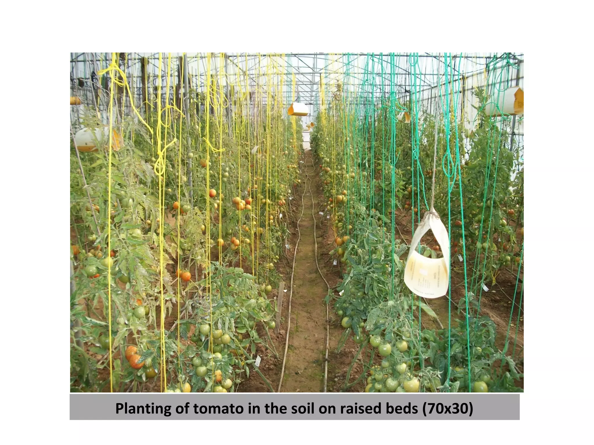 Planting of tomato in the soil on raised beds (70x30)
 