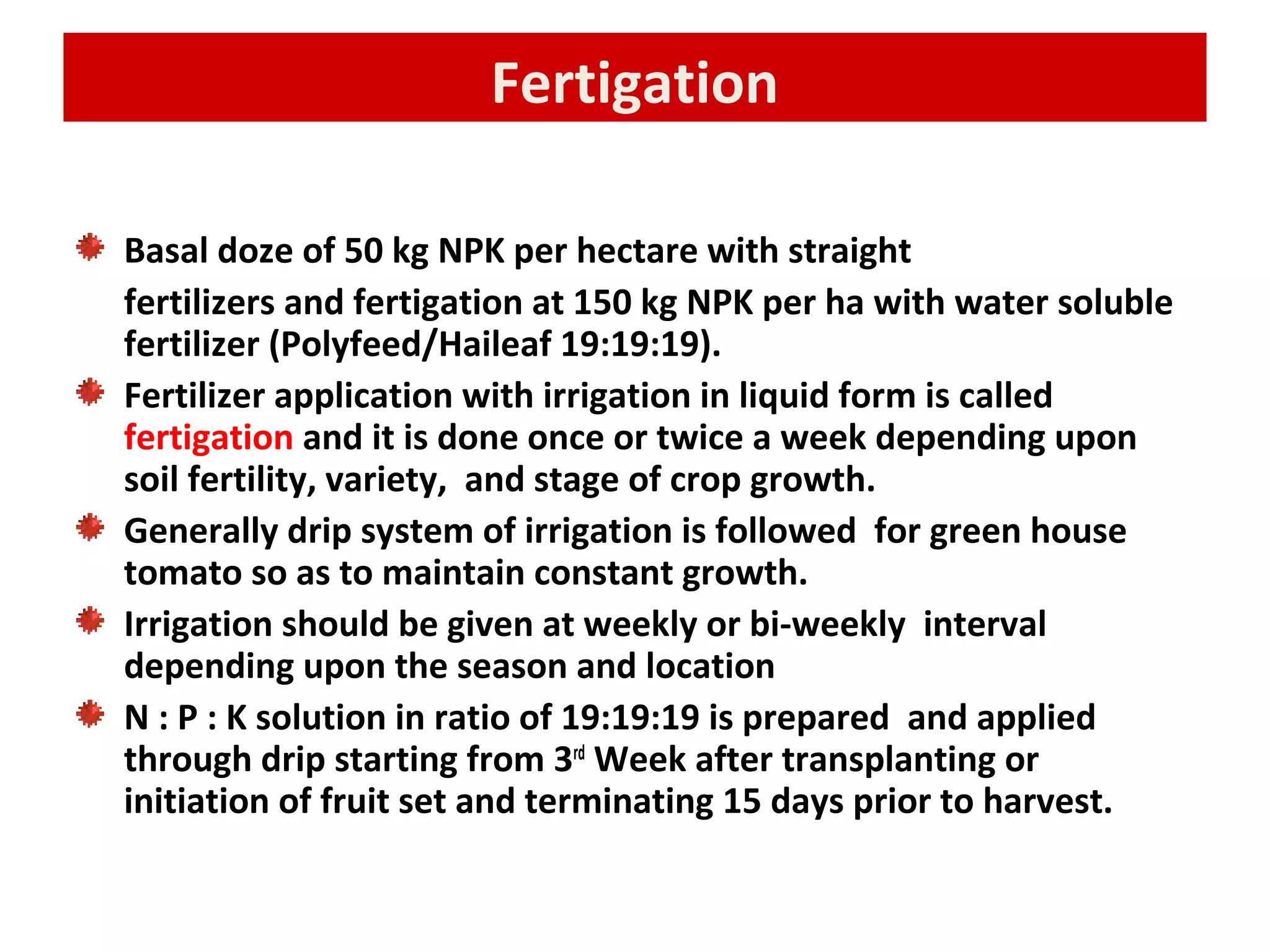 Fertigation
Basal doze of 50 kg NPK per hectare with straight
fertilizers and fertigation at 150 kg NPK per ha with water soluble
fertilizer (Polyfeed/Haileaf 19:19:19).
Fertilizer application with irrigation in liquid form is called
fertigation and it is done once or twice a week depending upon
soil fertility, variety, and stage of crop growth.
Generally drip system of irrigation is followed for green house
tomato so as to maintain constant growth.
Irrigation should be given at weekly or bi-weekly interval
depending upon the season and location
N : P : K solution in ratio of 19:19:19 is prepared and applied
through drip starting from 3rd
Week after transplanting or
initiation of fruit set and terminating 15 days prior to harvest.
 