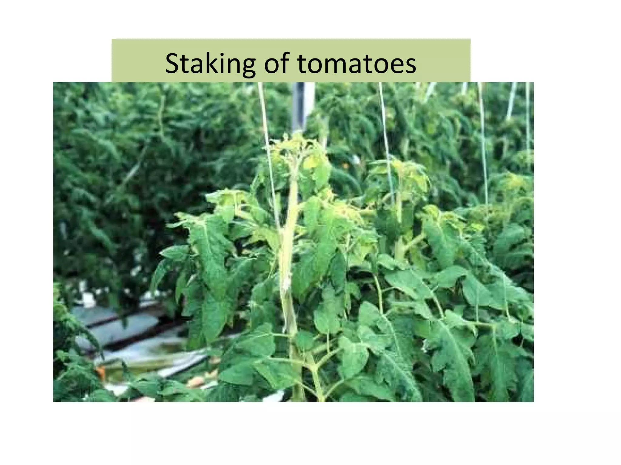 Staking of tomatoes
 