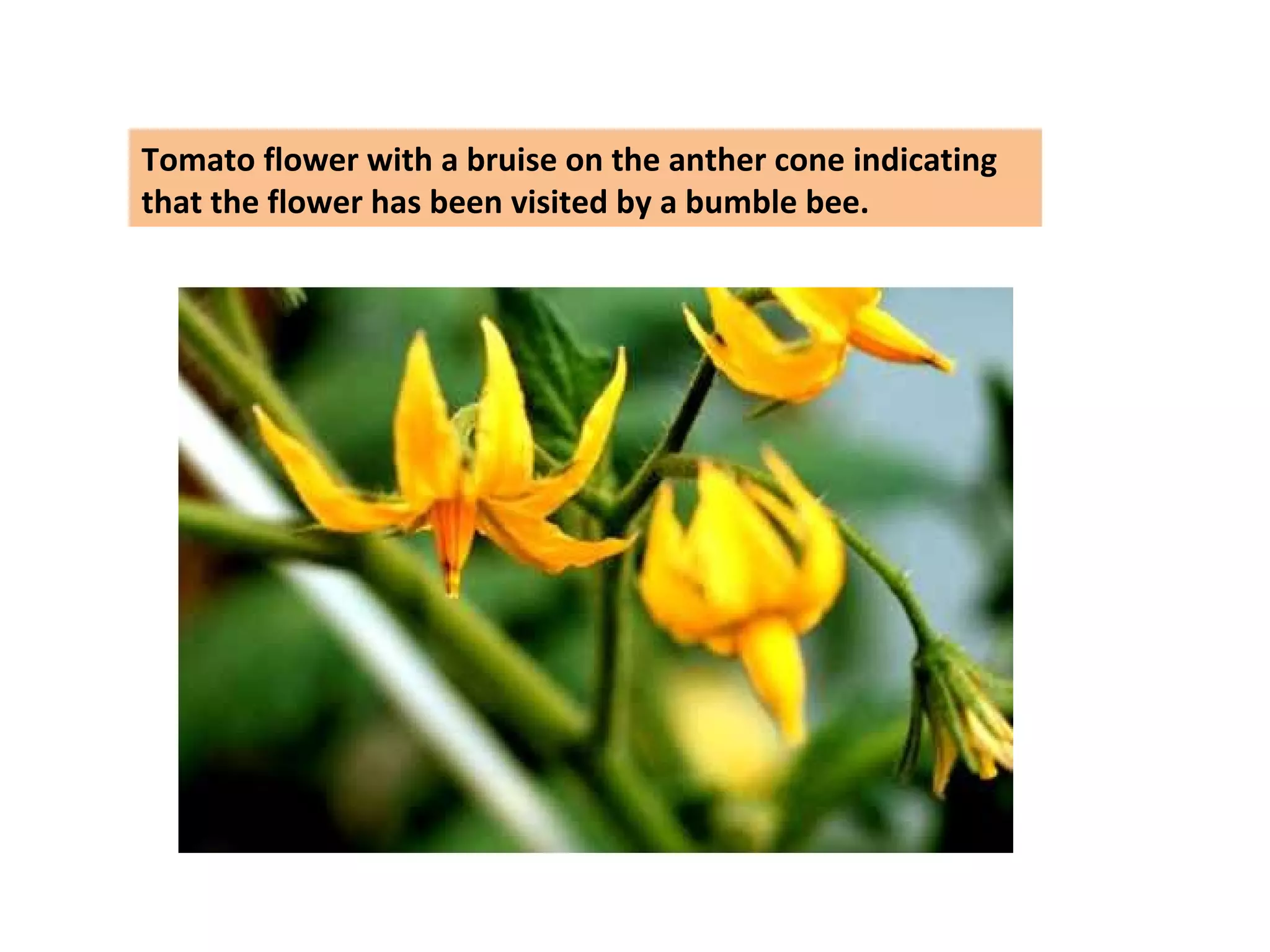 Tomato flower with a bruise on the anther cone indicating
that the flower has been visited by a bumble bee.
 