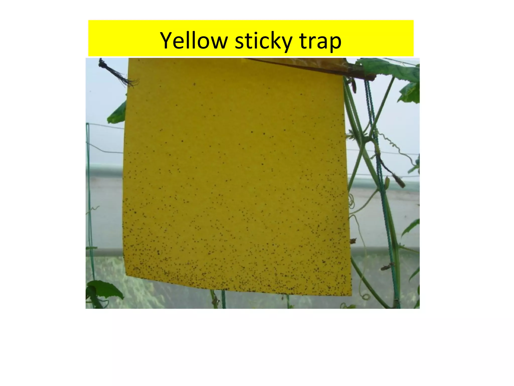 Yellow sticky trap
 