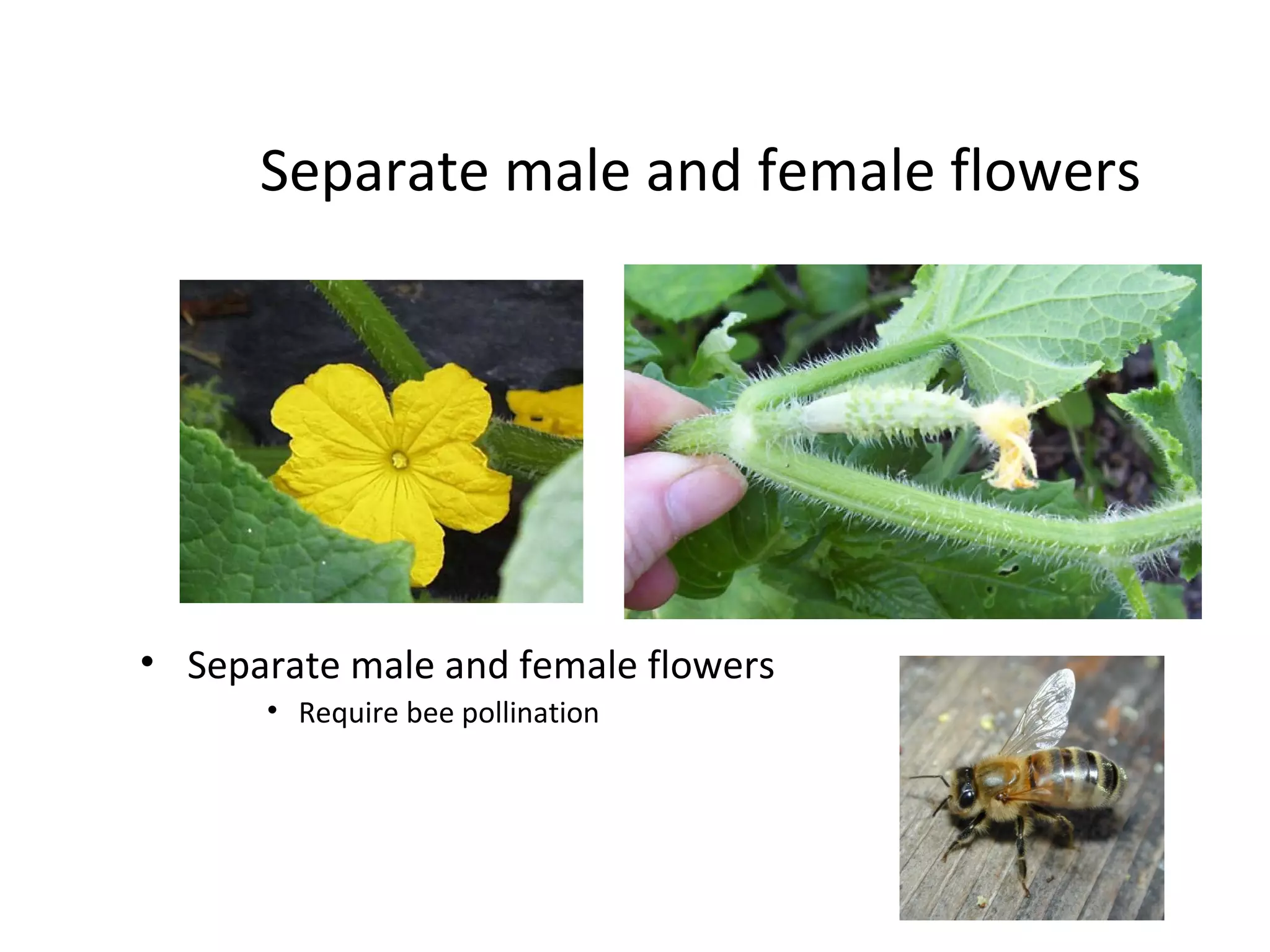 Separate male and female flowers
• Separate male and female flowers
• Require bee pollination
 