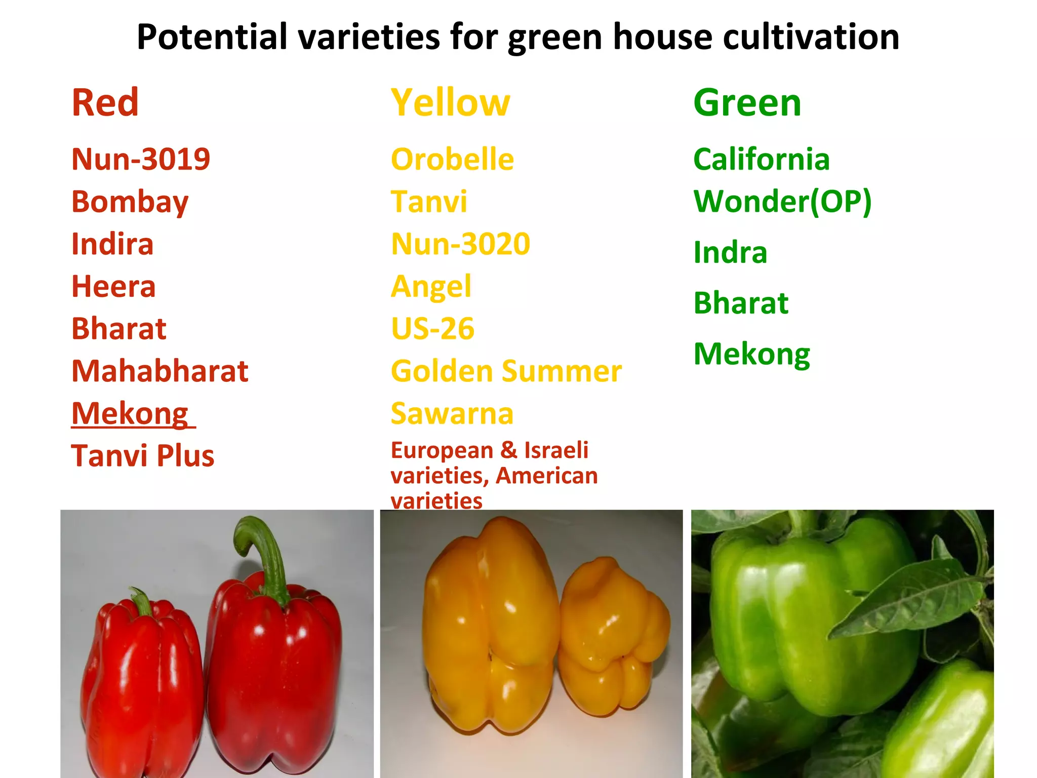 Red Yellow Green
Nun-3019
Bombay
Indira
Heera
Bharat
Mahabharat
Mekong
Tanvi Plus
Orobelle
Tanvi
Nun-3020
Angel
US-26
Golden Summer
Sawarna
European & Israeli
varieties, American
varieties
California
Wonder(OP)
Indra
Bharat
Mekong
Potential varieties for green house cultivation
 