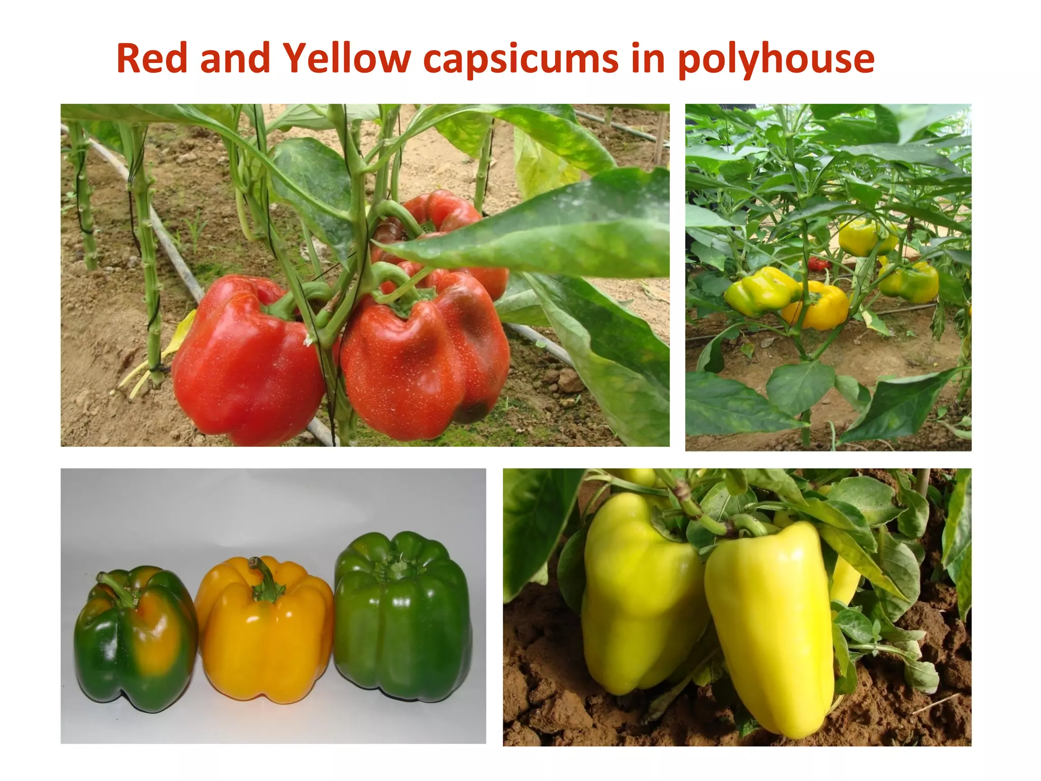 Red and Yellow capsicums in polyhouse
 