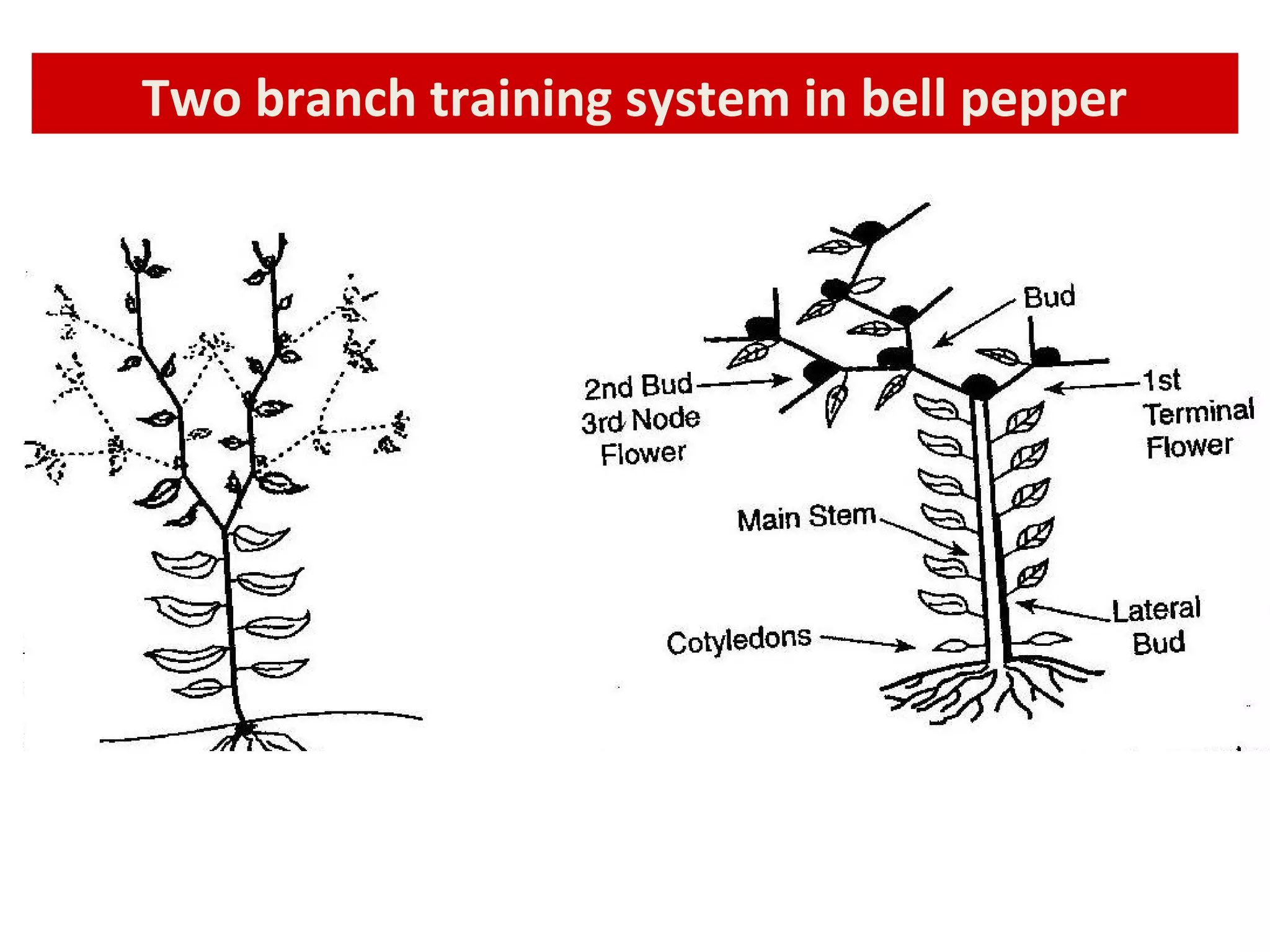 Two branch training system in bell pepper
 