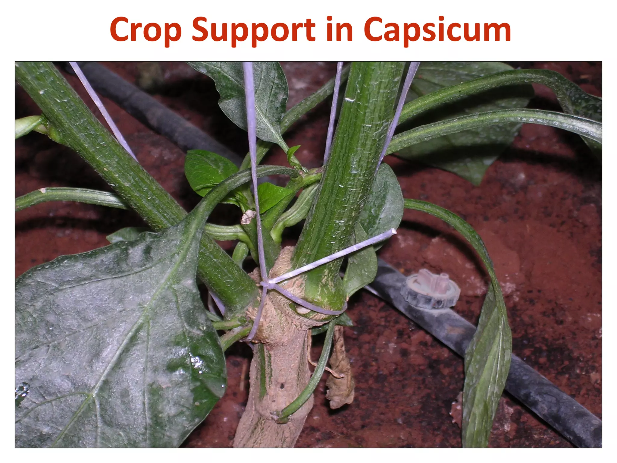 Crop Support in Capsicum
 