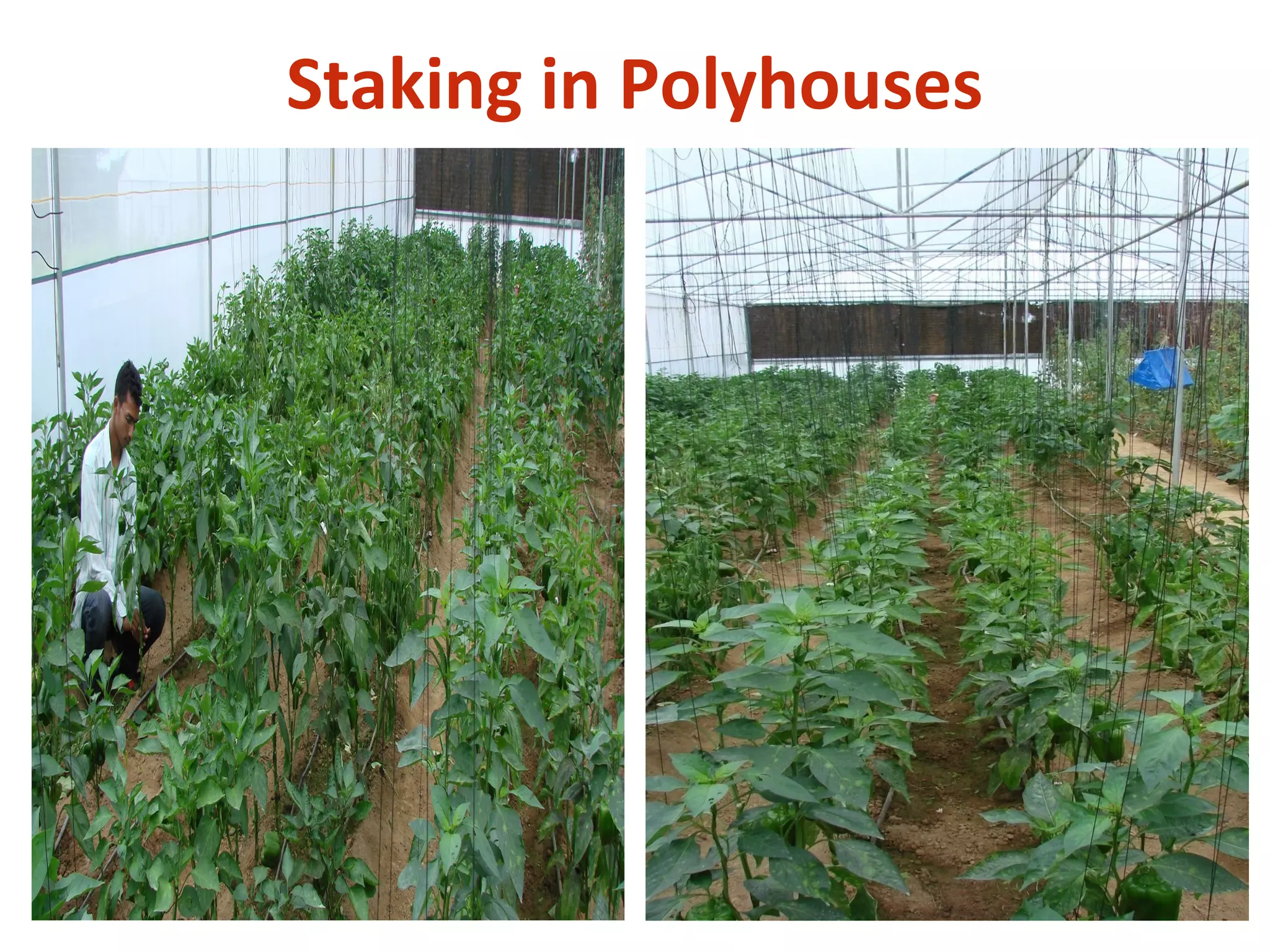 Staking in Polyhouses
 