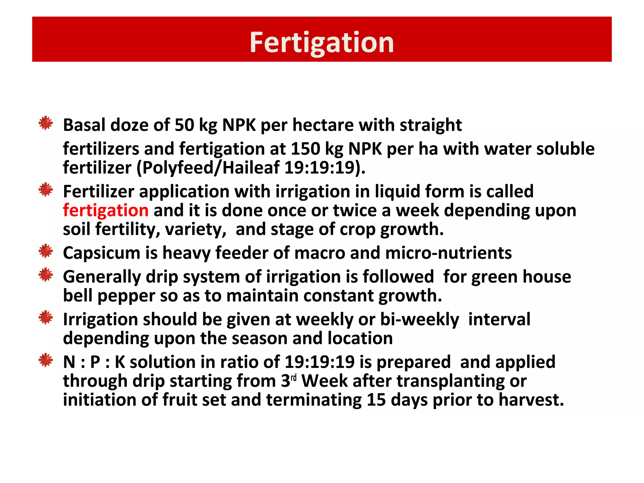 Fertigation
Basal doze of 50 kg NPK per hectare with straight
fertilizers and fertigation at 150 kg NPK per ha with water soluble
fertilizer (Polyfeed/Haileaf 19:19:19).
Fertilizer application with irrigation in liquid form is called
fertigation and it is done once or twice a week depending upon
soil fertility, variety, and stage of crop growth.
Capsicum is heavy feeder of macro and micro-nutrients
Generally drip system of irrigation is followed for green house
bell pepper so as to maintain constant growth.
Irrigation should be given at weekly or bi-weekly interval
depending upon the season and location
N : P : K solution in ratio of 19:19:19 is prepared and applied
through drip starting from 3rd
Week after transplanting or
initiation of fruit set and terminating 15 days prior to harvest.
 