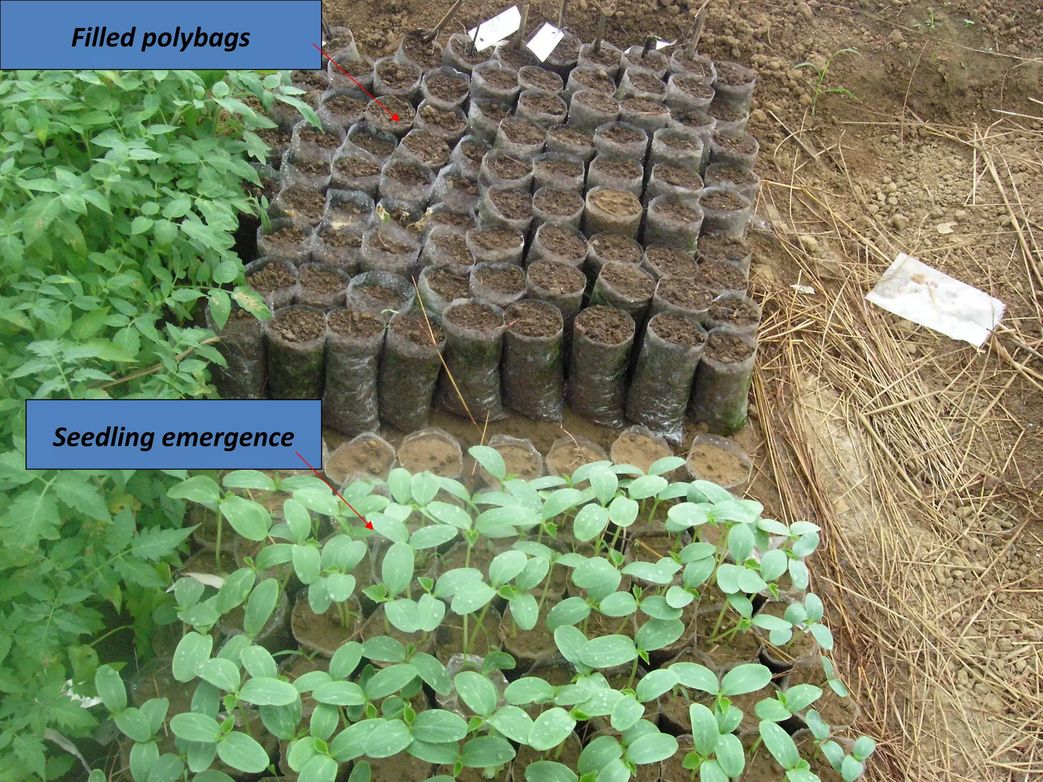 Filled polybags
Seedling emergence
 