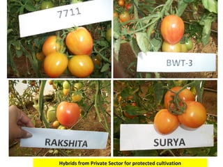Crops for Protected Cultivation