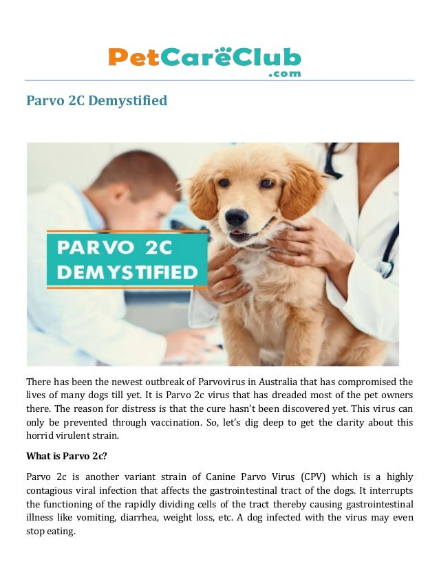 is parvo curable in a dog