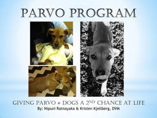 Giving Parvo + DOGS a 2nd Chance at Life
By: Nipuni Ratnayaka & Kristen Kjellberg, DVM
 