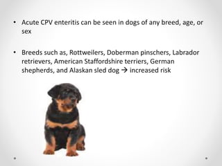 Parvo viral infection | PPTX
