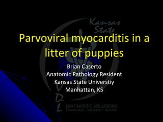Parvoviral myocarditis in a litter of puppies Brian Caserto Anatomic Pathology Resident Kansas State Universtiy Manhattan, KS 