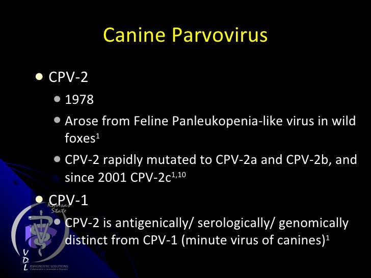 canine parvovirus ppt