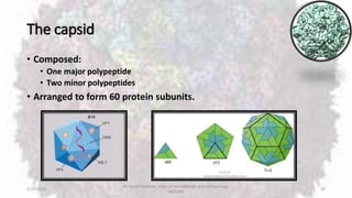 The capsid
• Composed:
• One major polypeptide
• Two minor polypeptides
• Arranged to form 60 protein subunits.
2/19/2016
Dr. Kaveh Haratian, Dept. of Microbiology and Immunology,
ABZUMS
10
 