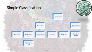 Simple Classification
Parvoviridae
Parvovirinae
Parvovirus Erythrovirus
H.Parvovirus
B19
Dependovirus Bocavirus Amdovirus
Densovirinae
Include 4
genera
2/19/2016
Dr. Kaveh Haratian, Dept. of Microbiology and Immunology,
ABZUMS
12
 