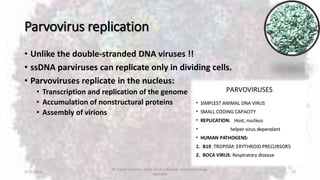 Parvovirus replication
• Unlike the double-stranded DNA viruses !!
• ssDNA parviruses can replicate only in dividing cells.
• Parvoviruses replicate in the nucleus:
• Transcription and replication of the genome
• Accumulation of nonstructural proteins
• Assembly of virions
2/19/2016
Dr. Kaveh Haratian, Dept. of Microbiology and Immunology,
ABZUMS
13
 