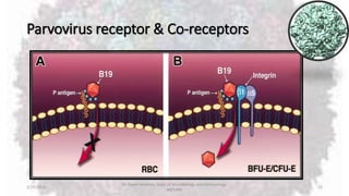 Parvovirus receptor & Co-receptors
2/19/2016
Dr. Kaveh Haratian, Dept. of Microbiology and Immunology,
ABZUMS
15
 