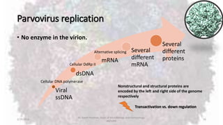 Parvovirus replication
• No enzyme in the virion.
2/19/2016
Dr. Kaveh Haratian, Dept. of Microbiology and Immunology,
ABZUMS
16
Viral
ssDNA
dsDNA
mRNA
Several
different
mRNA
Several
different
proteins
Cellular DNA polymerase
Cellular DdRp II
Alternative splicing
Nonstructural and structural proteins are
encoded by the left and right side of the genome
respectively
Transactivation vs. down regulation
 