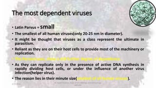 The most dependent viruses
• Latin Parvus = small
• The smallest of all human viruses(only 20-25 nm in diameter).
• It might be thought that viruses as a class represent the ultimate in
parasitism.
• Reliant as they are on their host cells to provide most of the machinery or
replication.
• The Parvoviruses, show a still further degree of dependence .
• As they can replicate only in the presence of active DNA synthesis in
rapidly dividing host cells, or under the influence of another virus
infection(helper virus).
• The reason lies in their minute size(smallest of all human viruses).
2/19/2016
Dr. Kaveh Haratian, Dept. of Microbiology and Immunology,
ABZUMS
2
 