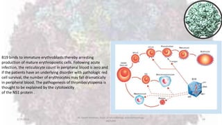 2/19/2016
Dr. Kaveh Haratian, Dept. of Microbiology and Immunology,
ABZUMS
24
B19 binds to immature erythroblasts thereby arresting
production of mature erythropoietic cells. Following acute
infection, the reticulocyte count in peripheral blood is zero and
if the patients have an underlying disorder with pathologic red
cell survival, the number of erythrocytes may fall dramatically
in peripheral blood. The pathogenesis of thrombocytopenia is
thought to be explained by the cytotoxicity
of the NS1 protein .
 