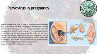 Parvovirus in pregnancy
2/19/2016
Dr. Kaveh Haratian, Dept. of Microbiology and Immunology,
ABZUMS
26
Vertical transmission of B19 from a primary infected mother
may cause fetal infection. Pathogenic mechanisms include
development of acute anemia upon infection of fetal
hematopoietic cells. In early pregnancy hematopoiesis is seen
in the liver and in later pregnancy this shifts to the bone
marrow. The anemia may resolve spontaneously or proceed by
causing cardiac failure and development of hydrops fetalis and
in rare cases fetal death. The virus may also cause myocarditis
and heart arrest by direct infection of myocardial
tissue. Modified from Anderson and Young .
 