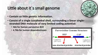 Little about it`s small genome
• Contain so little genetic information.
• Consist of a single icosahedral shell, surrounding a linear single-
stranded DNA molecule of very limited coding potential:
• 5kb for human parvovirus B19
• 4.7kb for human dependoviruses
2/19/2016
Dr. Kaveh Haratian, Dept. of Microbiology and Immunology,
ABZUMS
3
 