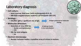 Laboratory diagnosis
• Cell culture :
• bone marrow, fetal lever (with erythropoietin & IL-3).
• MB-02(H.megakaryocytic leukemia cell line)(with GM-CSF).
• Serology :
• EIA/RIA: IgM or significant rise of IgG.
• Molecular detection:
• Detection of virus DNA by:
• Nucleic acid hybridization
• PCR
• EIA: for viral antigens
• EIA
• Electron microscopy:
• Nuclear inclusion bodies: crystalline array of virions in nucleus.
2/19/2016
Dr. Kaveh Haratian, Dept. of Microbiology and Immunology,
ABZUMS
33
Antigen produced by molecular
cloning
In hydrops fetalis:
in situ hybridization
 