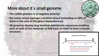 More about it`s small genome
• The ssDNA genome is of negative polarity!
• But some virions package a positive strand instead(up to 50% of
them in the case of the genus Dependovirus).
• All genomes display long terminal palindromic sequences enabling
each of ends of the molecule to fold back on itself to form a hairpin
structure.
2/19/2016
Dr. Kaveh Haratian, Dept. of Microbiology and Immunology,
ABZUMS
4
 