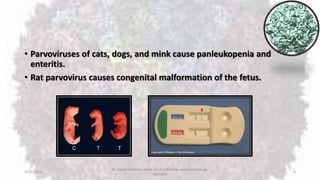 • Parvoviruses of cats, dogs, and mink cause panleukopenia and
enteritis.
• Rat parvovirus causes congenital malformation of the fetus.
2/19/2016
Dr. Kaveh Haratian, Dept. of Microbiology and Immunology,
ABZUMS
6
 